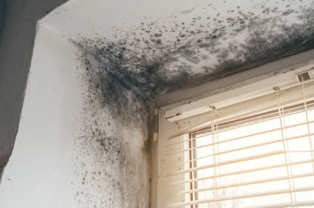 Affordable Basement Mold Removal solutions in Avenel, NJ