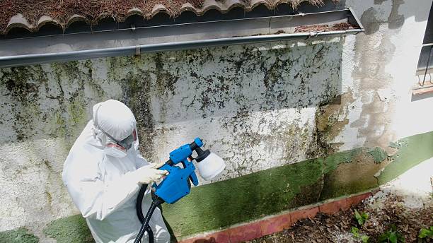 Trusted Black Mold Removal service in Avenel, NJ - Cheap Mold Removal